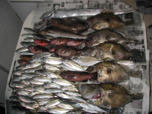 能登港の桟橋の釣果